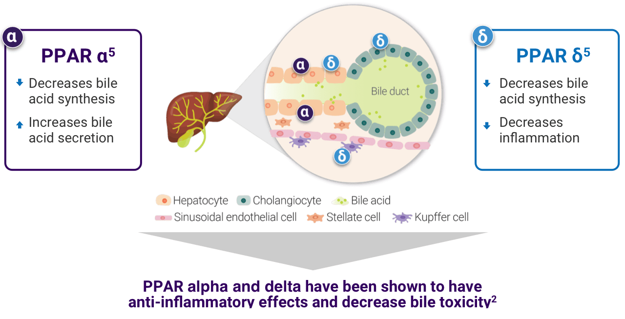 Schematic showing how PPAR alpha and PPAR delta pathways are thought to work. IQIRVO has been shown to activate PPAR α, δ , and γ in vitro. The precise mechanism of action is based on nonclinical animal models and the mechanism by which IQIRVO exerts its therapeutic effects in patients with PBC is not fully elucidated. Nonclinical animal models showed no adverse effects that are associated with PPAR γ activation.
