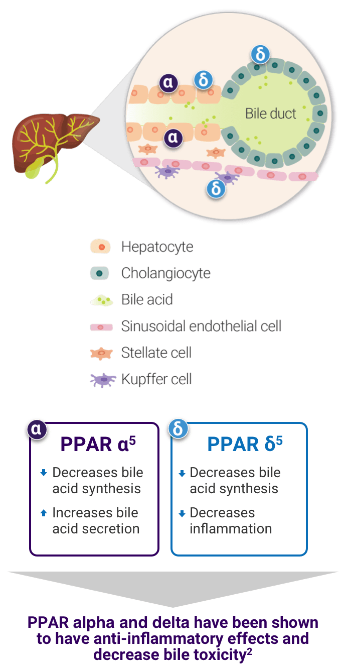 Schematic showing how PPAR alpha and PPAR delta pathways are thought to work. IQIRVO has been shown to activate PPAR α, δ , and γ in vitro. The precise mechanism of action is based on nonclinical animal models and the mechanism by which IQIRVO exerts its therapeutic effects in patients with PBC is not fully elucidated. Nonclinical animal models showed no adverse effects that are associated with PPAR γ activation.